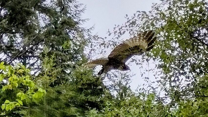 Arcata, CA