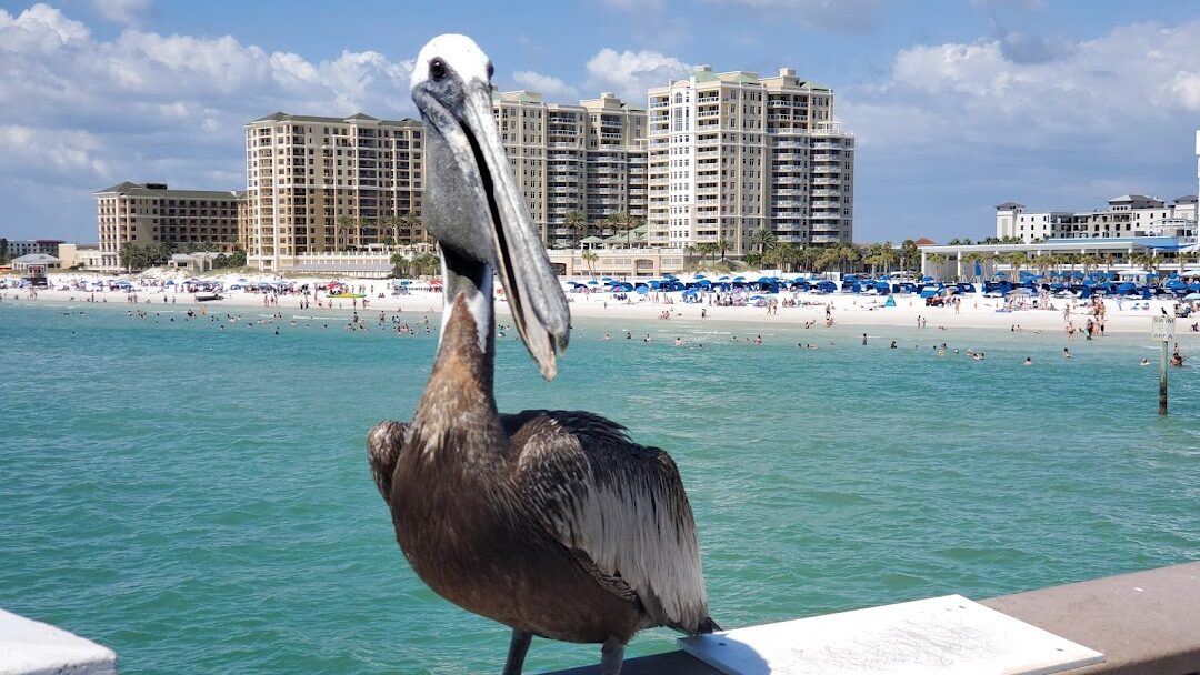 Clearwater, FL