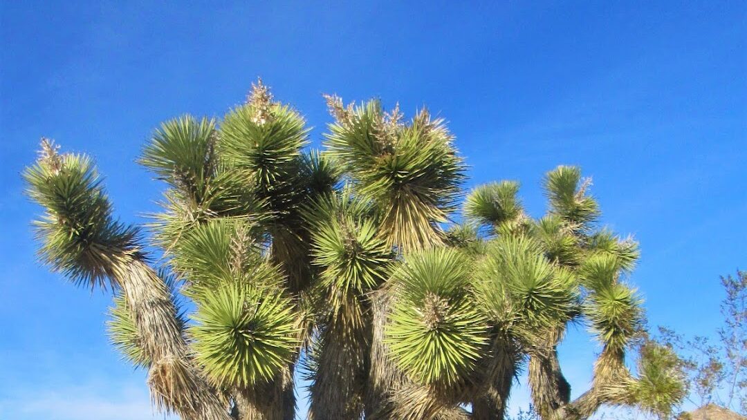 Joshua Tree, CA