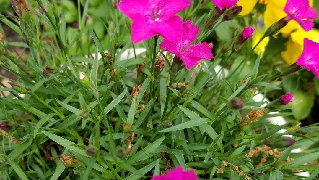 Kennesaw, GA