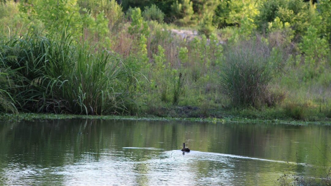 Kingwood, TX