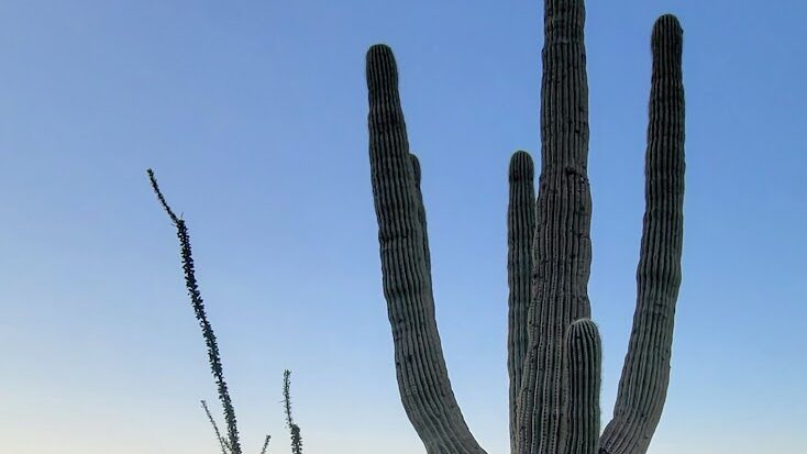 Marana, AZ