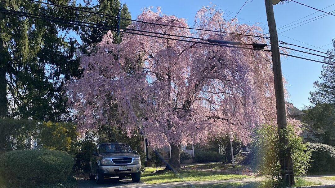 Montclair, NJ