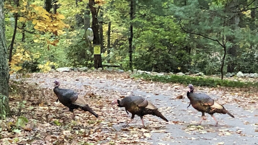 Sudbury, MA