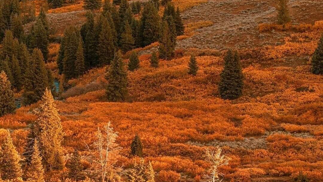 Wyoming, MN